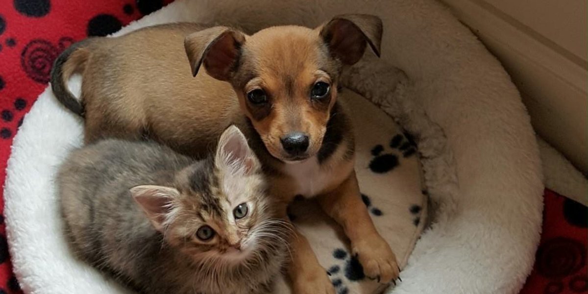 Ridiculously adorable chihuahua and kitten BFFs need a permanent home huff.to/1Dn34Y5