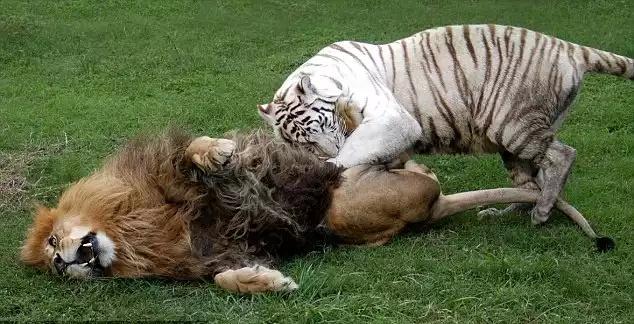 StephenCastle1's tweet photo. Its starts in the wild &amp; continues in the hexagon at EFC39. The tiger suxs the Lion off. @EFCworldwide @LionOumpie1 http://t.co/TF6VQdsvax