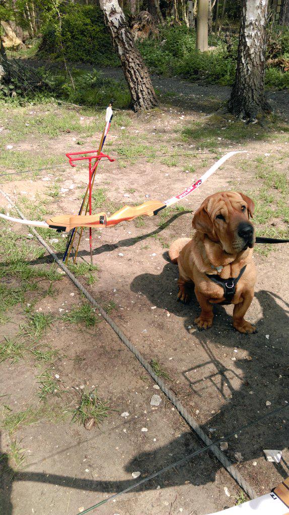 Mynoseknowsbest's tweet photo. @forestholidays loving that I can take part in adventure activities with my family while on holiday #disneyfordogs http://t.co/Q9lW4Zyeyi