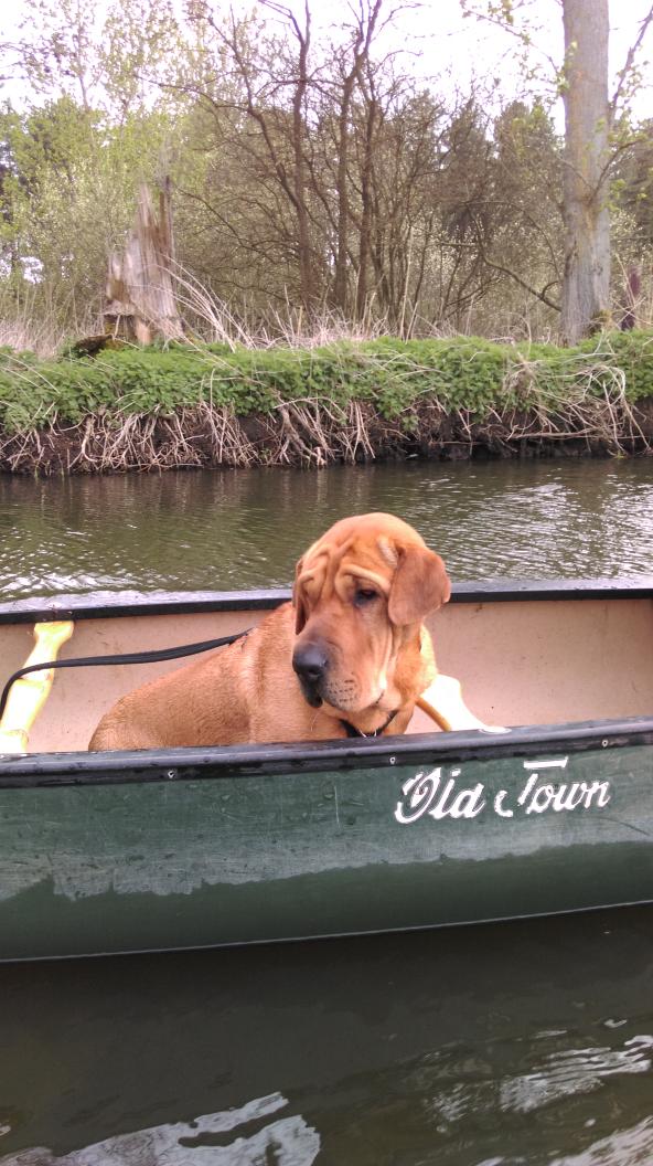 Mynoseknowsbest's tweet photo. @forestholidays loving that I can take part in adventure activities with my family while on holiday #disneyfordogs http://t.co/Q9lW4Zyeyi