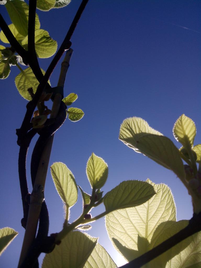 Actinidia chinensis