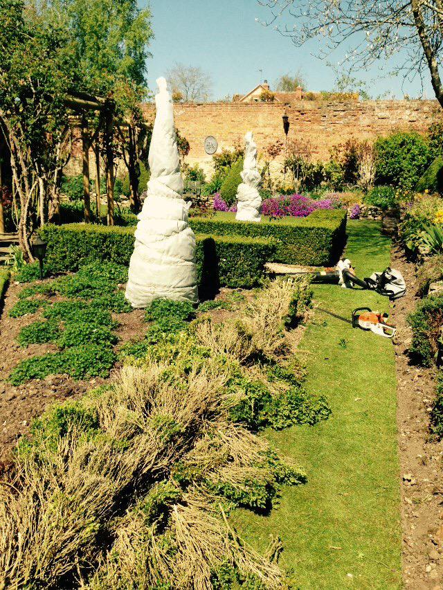 OuterspaceGc's tweet image. Removing #taxus today due to Box blight, in an attempt to save expensive #topiary
