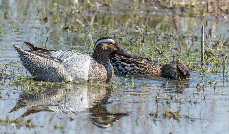 garganey at saltholme