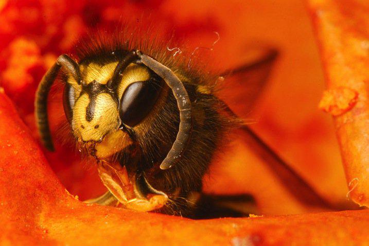 PhotographStory's tweet image. Lighting for Macro Photography #PhotographyTipsandTutorials goo.gl/PFM2pP