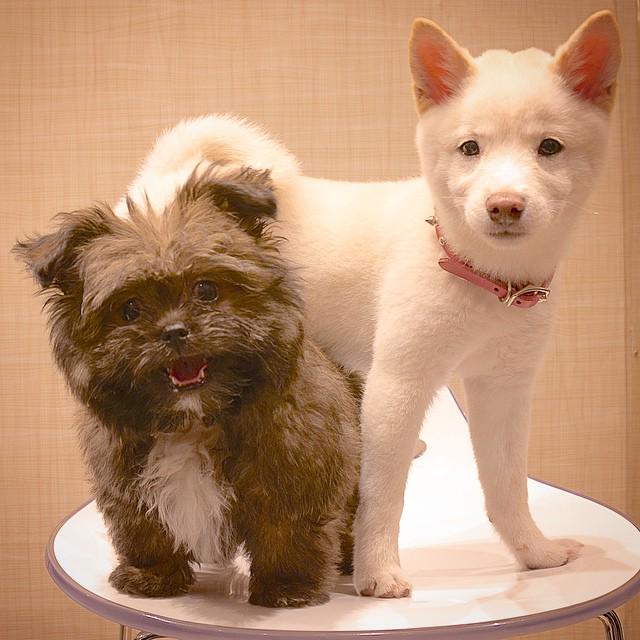 nycdogtrainers's tweet photo. Chocolate & Topsy #shipom #pomshi #shibainu #puppies #dogsofnyc #puppytraining #NYC http://t.co/BxjC6YFriW