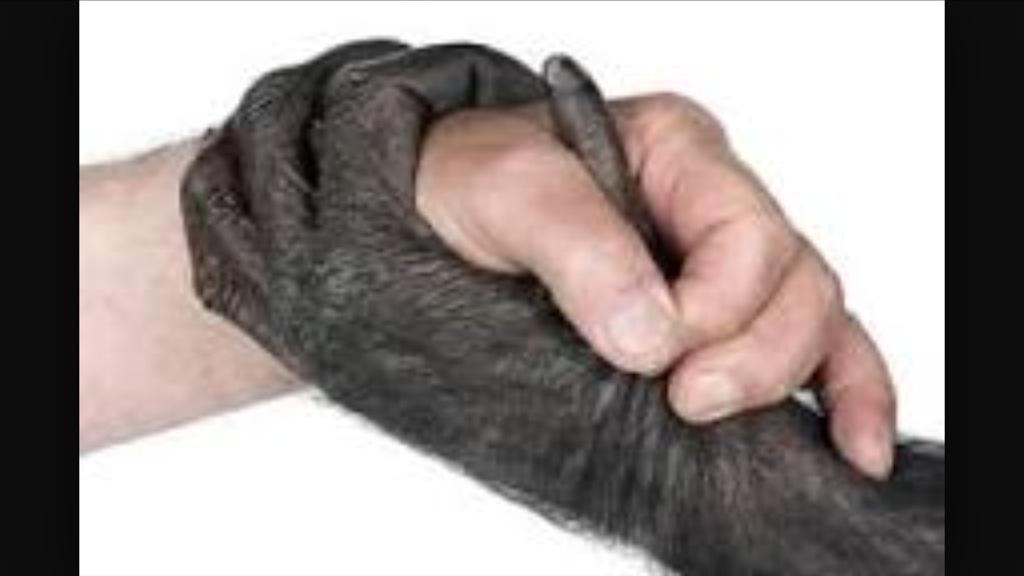 rickygervais's tweet image. I've been overwhelmed by your unanimous condemnation of poachers, trophy hunters &amp;amp; animal abusers. There is hope yet.