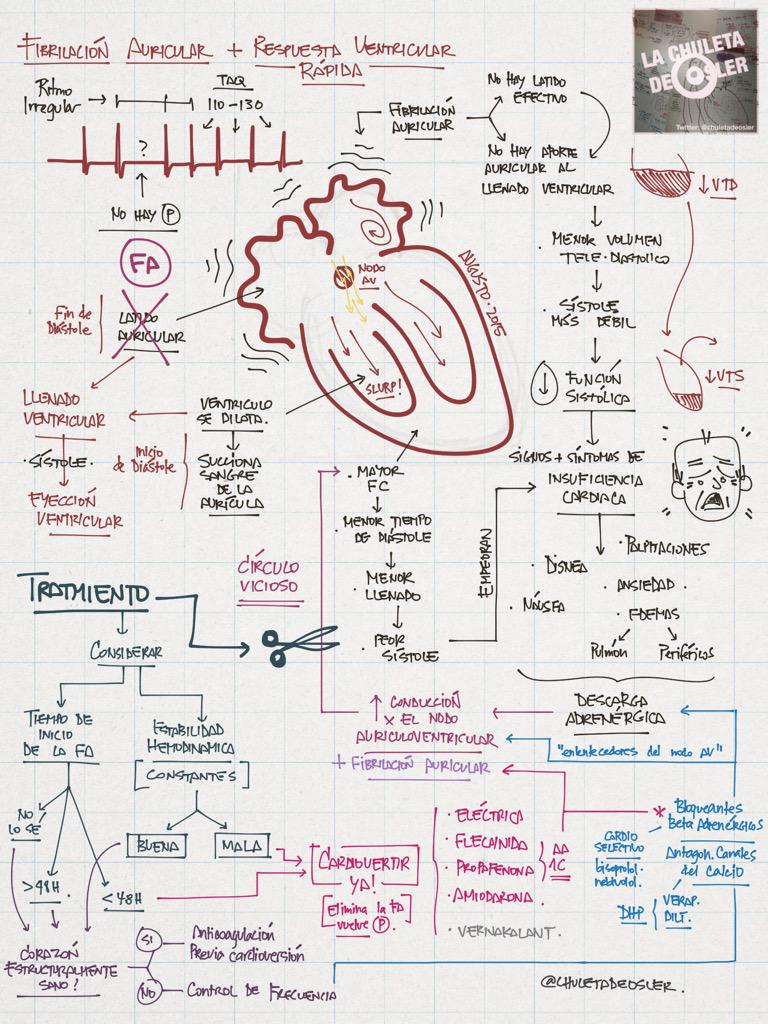 chuletadeosler's tweet photo. UPDATE: Fibrilación auricular rápida, fisiopaología y cardioversión (No incluído antes)

http://t.co/Z0Axo9hJtd http://t.co/3qNQIoLc1k
