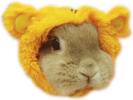 萌え うさぎたち Moe Usagitati Twitter