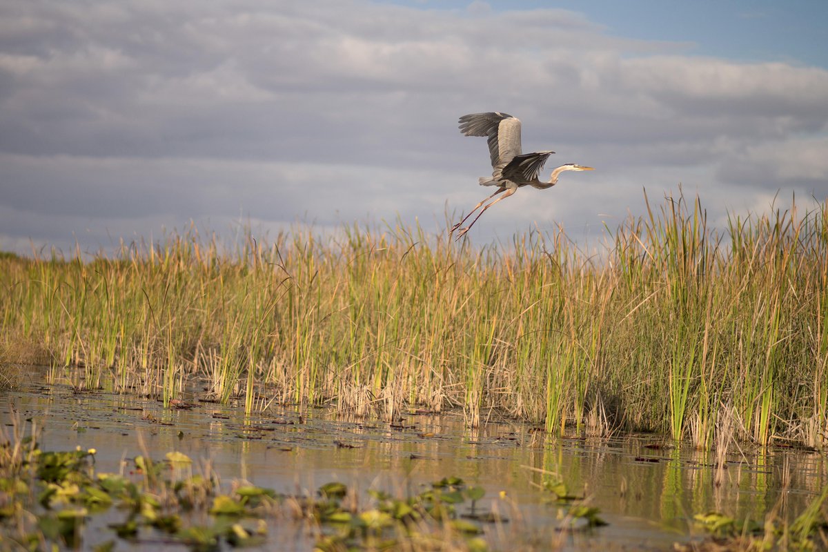 ProgressFlorida's tweet photo. State has obligation to buy sugar land for Everglades http://t.co/ZTrwM6ly3i #ecofl #SaveFlWater http://t.co/wS7MY76oT9