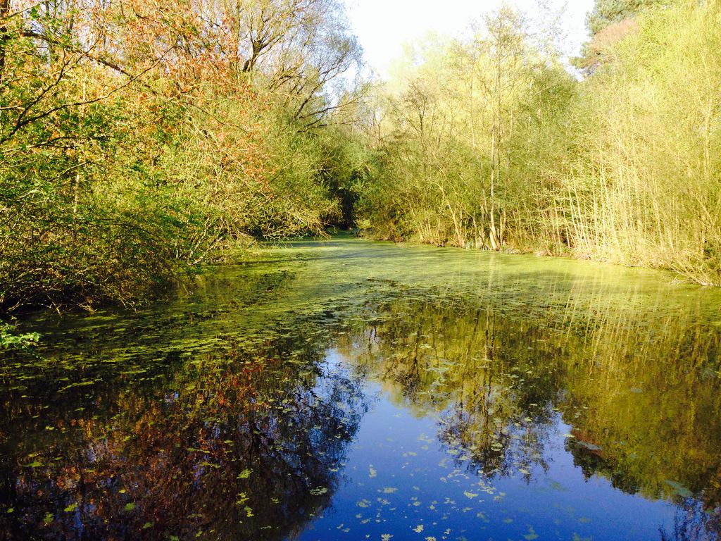 helenhesk's tweet photo. Beautiful dog walk around #uftonfields http://t.co/N7OYE7XVxa