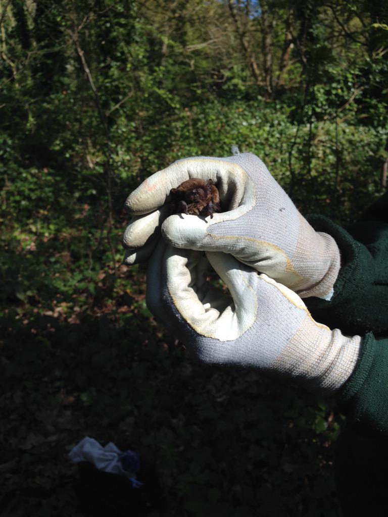 emmabpooley's tweet image. On the downside, I have bat poo in my hair #conservationproblems