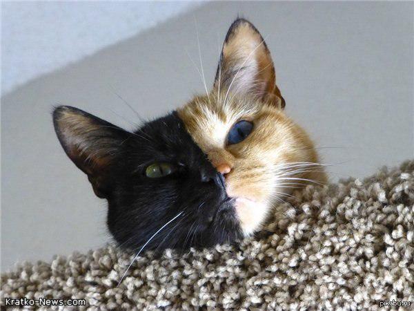Двуликий кот