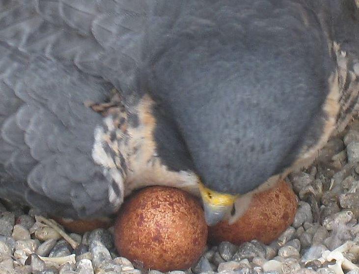 Rfalconcam's tweet photo. Beauty rolls her eggs!! #ROC #Peregrine #falcon http://t.co/HTDI7HJW6n