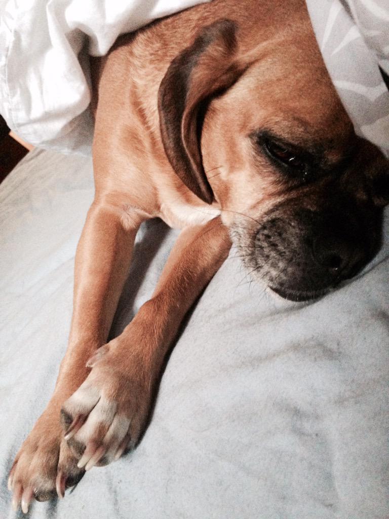 HappyPuggle's tweet photo. My mom says I'm at my best behavior when I'm asleep. Is that a good thing or bad thing? 😈😈😈 #goodpuggle #badpuggle http://t.co/5XJVR6vlYk