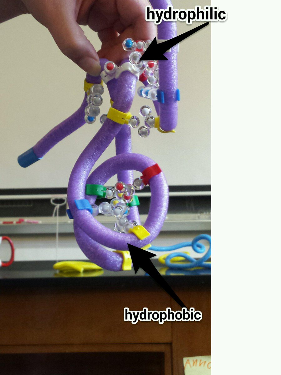 DrSherPony's tweet photo. @Biomedbabe17 Here  is our protein. It is a pretty pretty protein. #rhsbms http://t.co/LGJyYKp1V5