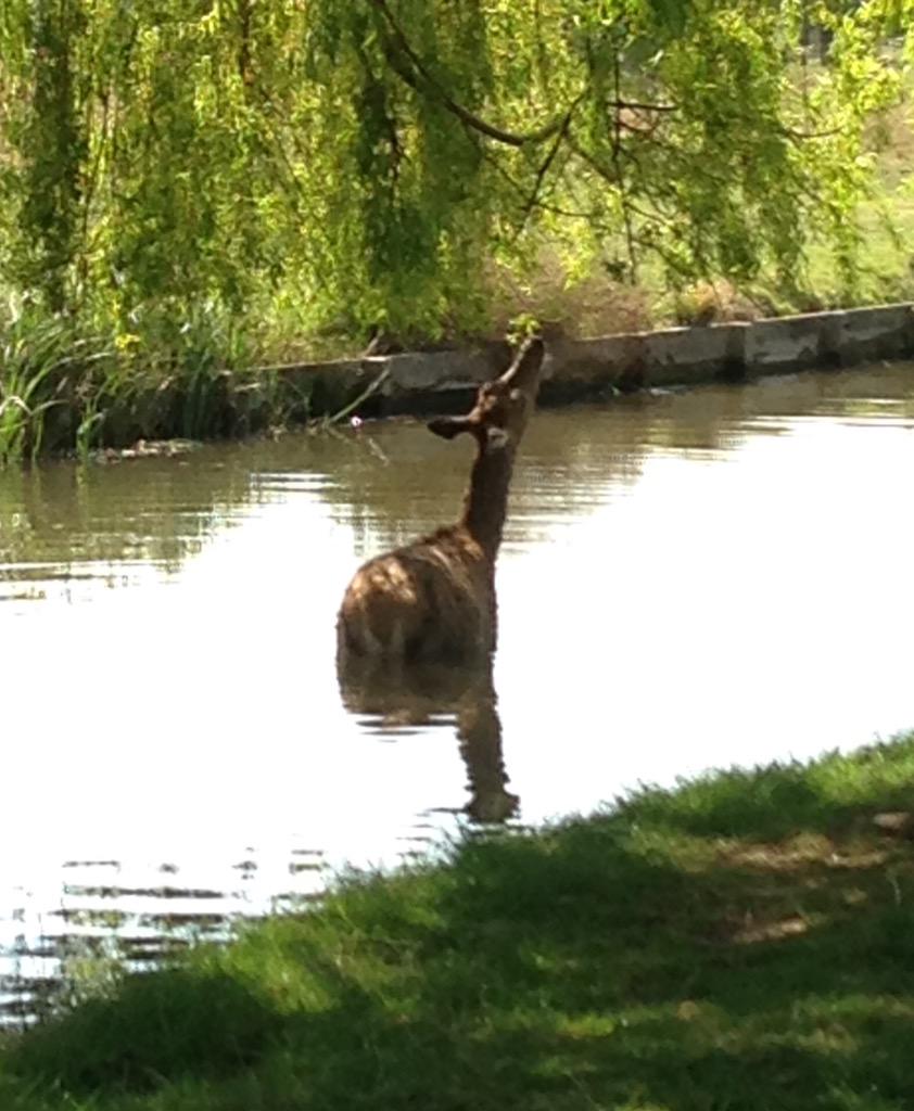 richardlittleda's tweet photo. Witnessed this rather lovely moment in #bushypark earlier http://t.co/pZoWTuICm7