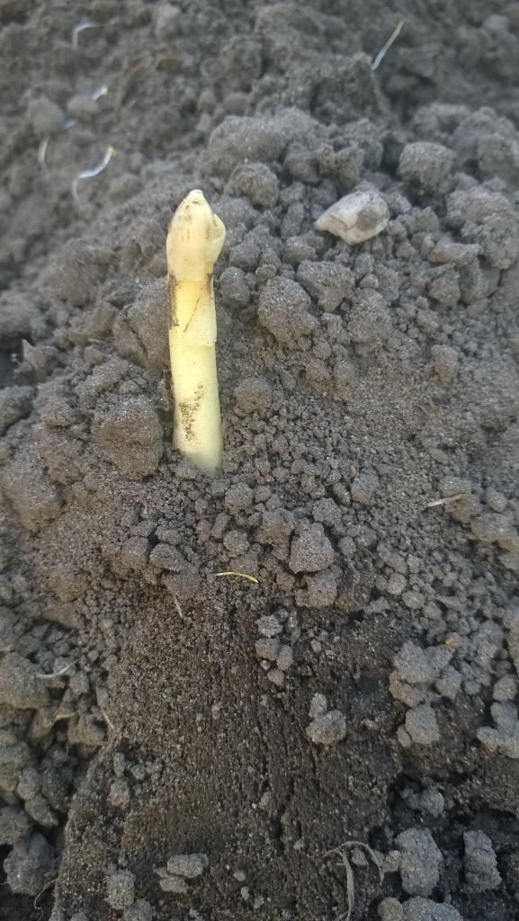 moestuintweets tweet picture