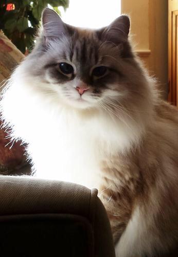 I got Princess a kitten.