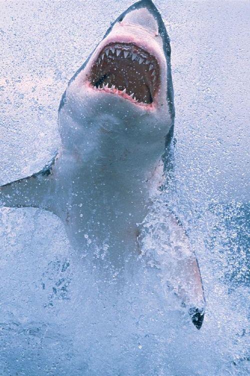 CinemaCoyote's tweet photo. #PoolCinema este sábado!!! Proyectamos Jaws y tu estarás dentro de una alberca. http://t.co/SZ7Ihlrpl3