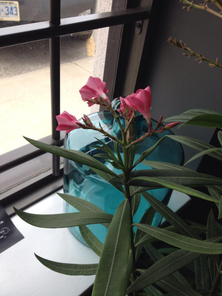 LemonAideClean's tweet image. The flowers are starting to bloom at our office ! :)