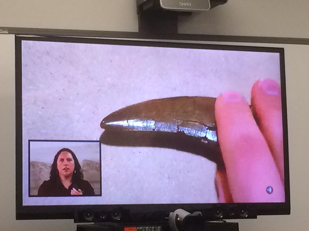 BLE gr 1s learning about fossils from  Tyrrell Museum, Drumheller Alta. <a href="/TerryBeaudry/">Terry Beaudry</a> @MoyraBaxter <a href="/chatterdoug/">Doug Gray</a> #VFT