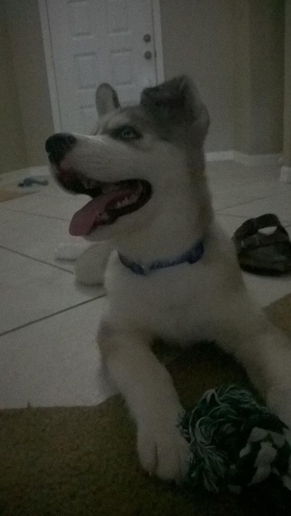 Dustin_Churaman's tweet photo. Welcome to the family, Apollo. ⌒.⌒ http://t.co/PC3CmudSuU