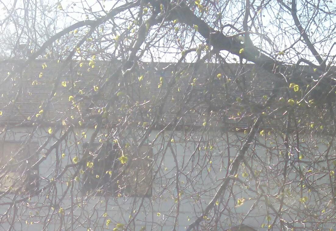 LibraryMentis's tweet image. It looks to me like Spring is in the air.