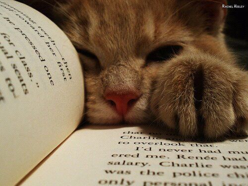 Beefdez's tweet photo. Leer perjudica gravemente la ignorancia #FelizDiaDelLibro http://t.co/yKR4pLwVqG