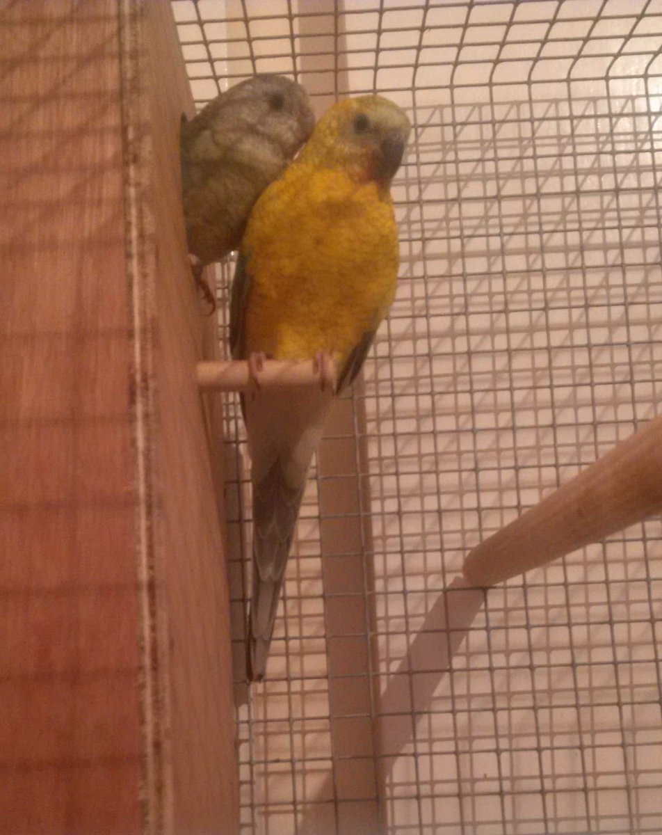 Nigel__yesitsme's tweet photo. Our #Redrumps -one for their family album... we're hopeful of babies in the box. :D http://t.co/PgN0i9yCrc