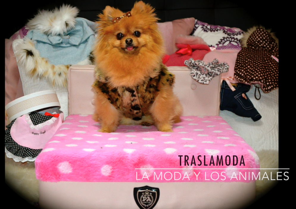 traslamodablog's tweet photo. Próximamente llega a la web un reportaje sobre la moda en los animales.
¡No te lo pierdas! http://t.co/RYHeJJH7RU