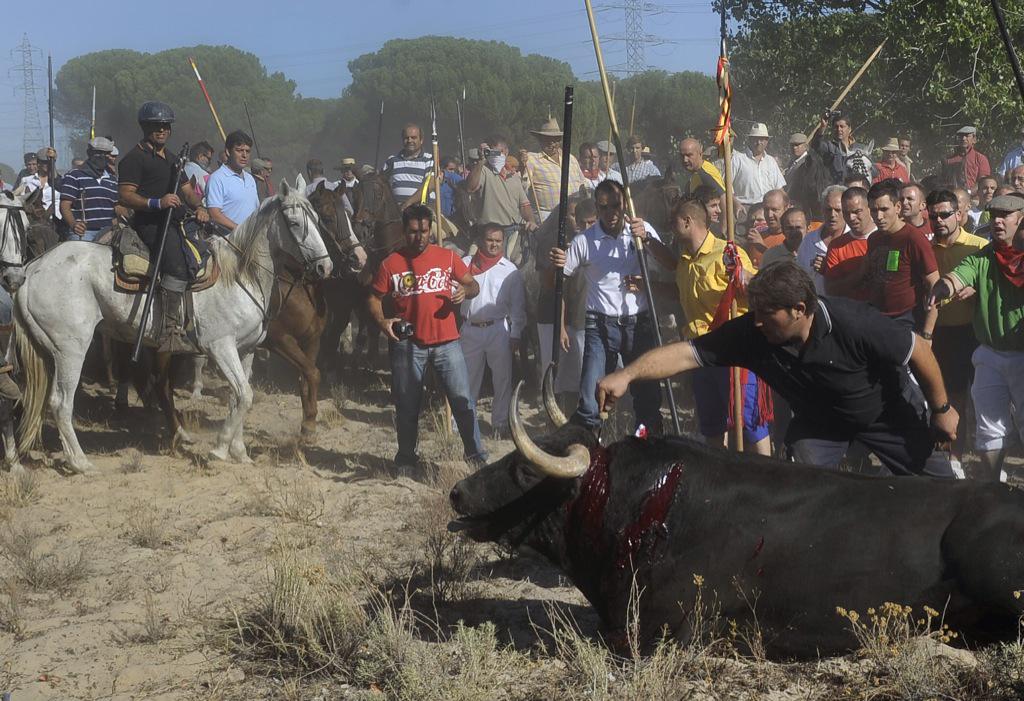 barquerosb's tweet photo. Me presento como candidata al ayuntamiento de Tordesillas. Alguien debe parar la barbarie del Toro de la Vega. http://t.co/yBaPzVh4IL
