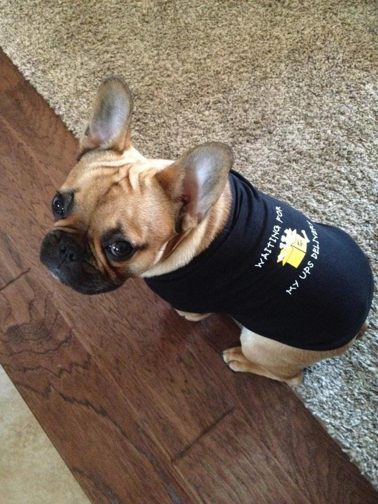 sydneykelling's tweet photo. My mom makes my dog wear clothes sometimes and it's kind of hilarious #UPSpets http://t.co/52cL2S01yW