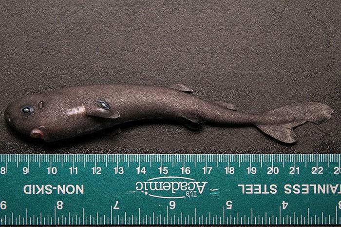 NOAAFisheries's tweet image. Rare #shark alert: more on the finding of an inches-long species of shark—the pocket shark—1.usa.gov/1Dh7A9r
