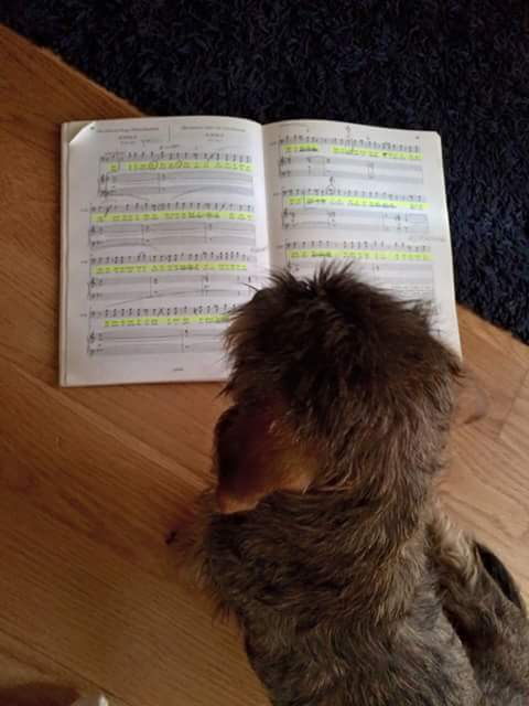 celesteoperadog's tweet photo. Io che studio. 
#DIVA #celeste #operadogs http://t.co/HqY8hzmx6m