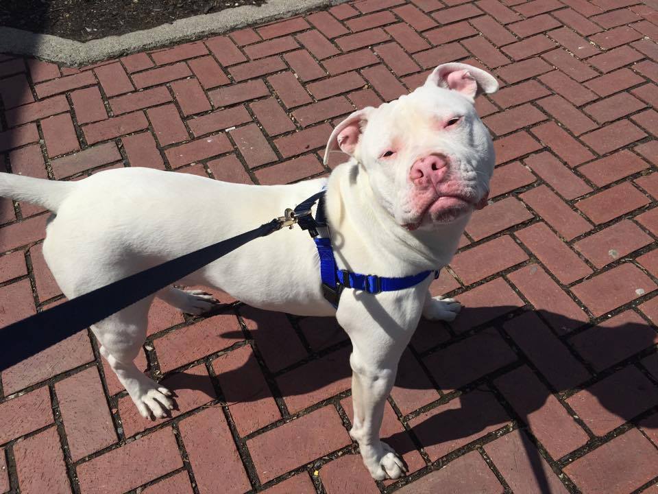 rescuepitinc's tweet photo. Please welcome Bruno to the Rescue Pit family. He will be available for adoption soon! Stay Tuned!

#freedomface http://t.co/fnyXZx3skh