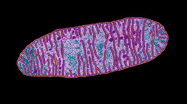Митохондрия аэробный. Митохондрии 7. Микрофотография митохондрии клетки. Митохондрии в микроскопе.
