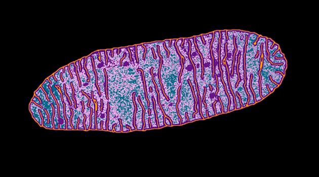 Митохондрии человека просто