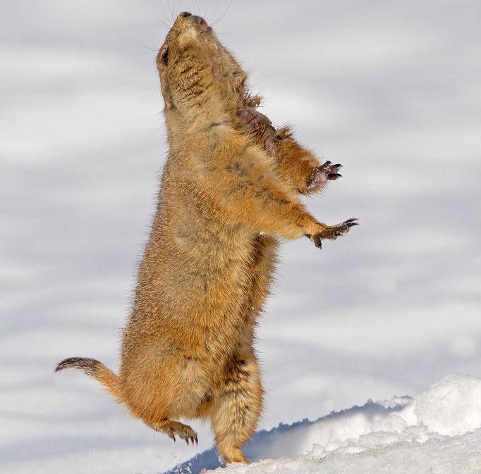 Squirrel Pics (@squirrel_pix) on Twitter photo 