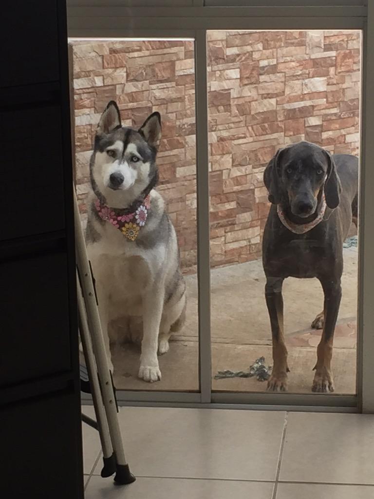 kwellman03's tweet photo. @UPSers #UPSpets my pets waiting for me after a very busy day @UPS http://t.co/ZLMjxqiWzv