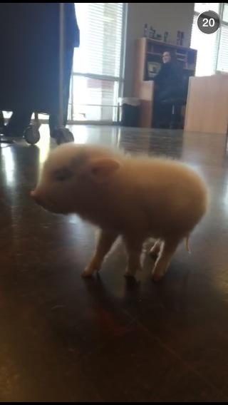 Omg I want this lil guy!!!!!!!!