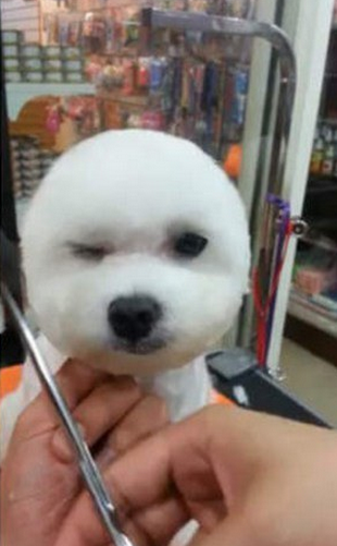 BuzzFeed's tweet photo. There’s a new trend to give dogs perfectly round or square haircuts http://t.co/cGlcne6k6c http://t.co/5ZnxjEy78U