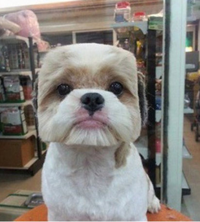 BuzzFeed's tweet photo. There’s a new trend to give dogs perfectly round or square haircuts http://t.co/cGlcne6k6c http://t.co/5ZnxjEy78U