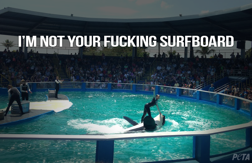 peta's tweet photo. #TBT to a year ago when #SeaWorld was ordered to stop riding orcas.

RT if you know #Lolita isn't a surfboard either! http://t.co/KmWfFFOWSu
