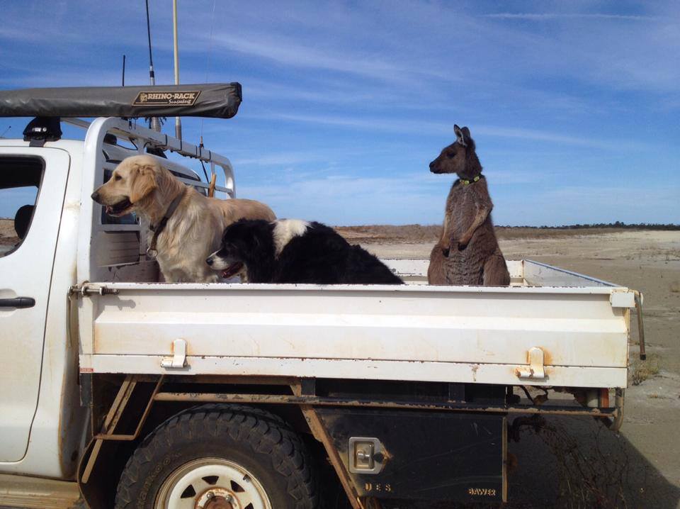 abcnews's tweet photo. ICYMI: Dusty the kangaroo lives life as a dog http://t.co/J3xVlBvGsb http://t.co/U5c34c5vC8
