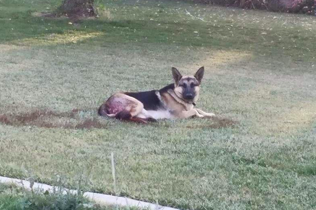 PetNow's tweet photo. Calling all OC pet lovers. This pet needs help! https://t.co/ZHSoQcJCr9 http://t.co/OBXPo0pqvY