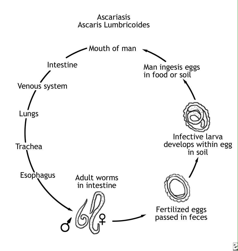 Жизненный цикл аскариды схема. Жизненный цикл Ascaris lumbricoides схема. Схема жизненного цикла аскариды (Ascaris lumbricoides). Цикл развития аскариды человеческой. Аскаридоз цикл развития.