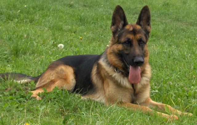 bus311animals's tweet image. Look at this adorable baby! He&apos;s four years old and wants some babies~ #lookingforpartner