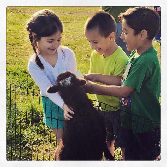 VealHeidi's tweet image. Pure #ece #edjoy Our @LawsonECS students loved the Grisham Farm petting zoo this week! #ecechat #prek #Lawsome