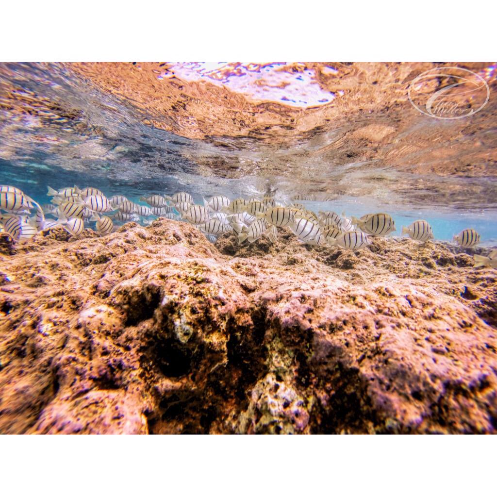 chasemella's tweet photo. 🐠ALL KINE OF FISHYS🐠

#Hawaii #beach #reef #fish #fishy #swim #waterphotography #amazing #photooftheday #photography http://t.co/mcJbTt8pp7