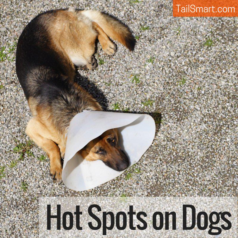 tailsmart's tweet photo. Hot Spots on Dogs - Info and tips to soothe and help your friend #dogs #doghealth 
http://t.co/GYInxkSFp3 http://t.co/2UlQ8jfSX6